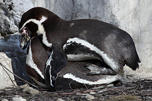 Humboldt Penguin copulation, male dipping cloaca