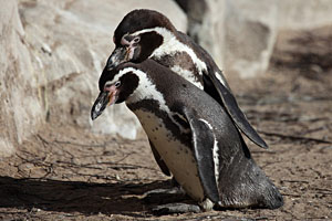 Humboldt Penguin courtship