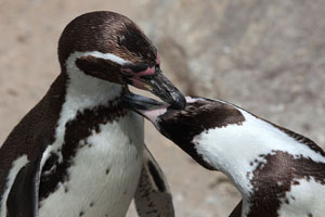 Pair of Humboldt Penguins allopreening