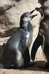 Humboldt penguin with juvenile, Munich Zoo