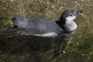 Juvenile Humboldt Penguin in water