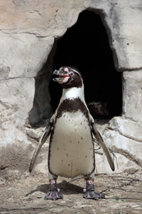 Humboldt Penguin in front of artificial nest cave, Munich Zoo