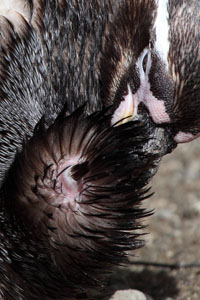 Uropygial gland, Humboldt Penguin
