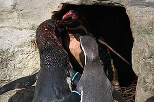 Humboldt penguins fighting over nest cave