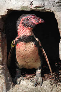 Blood-covered Humboldt penguin in nest cave