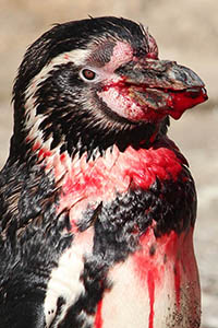 Heavily bleeding Humboldt Penguin injured during fight over nest site