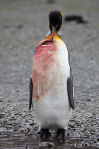 King Penguin with Fresh Seal Bite