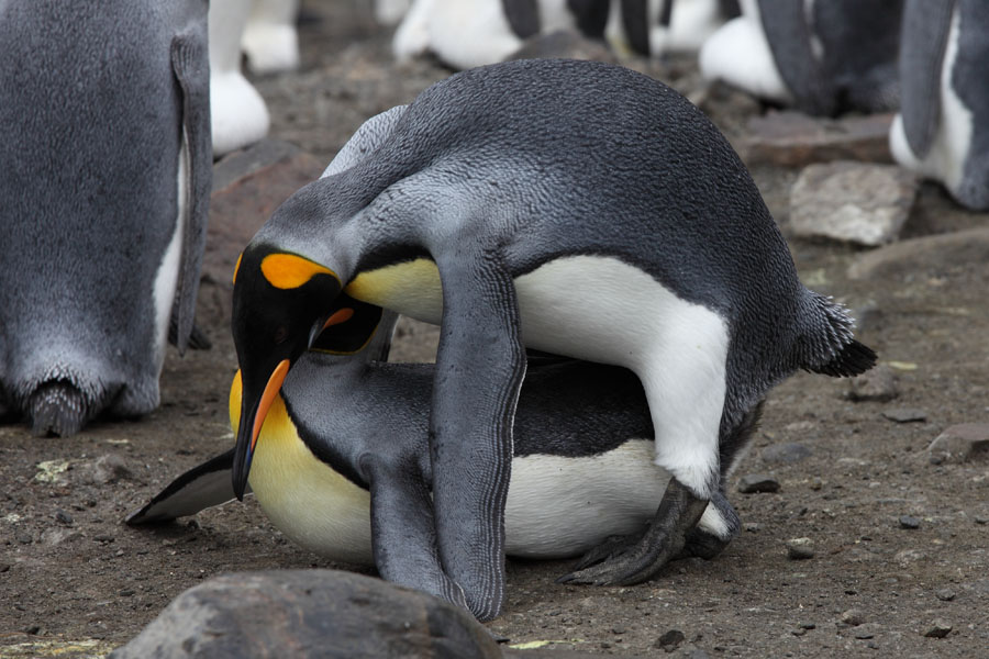 How Do Penguins Have Sex 62