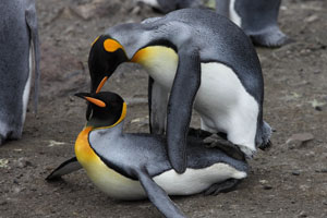 King Penguin Copulation