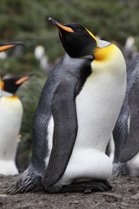 Incubating King Penguin