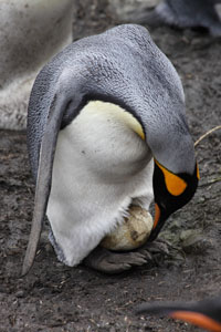 King Penguin Adjusting Egg Position