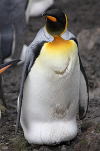 King Penguin with Seal Bite Scars