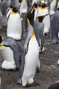 King Penguin Displaying During Incubation