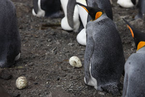 Abandoned King Penguin Eggs