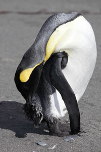 Moulting King Penguin Preening