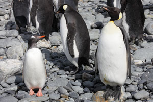 King and Gentoo Penguins Size Comparison