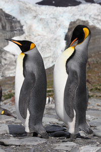 King Penguins Preening Gold Harbour