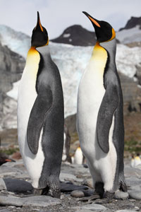 King Penguins Infront of Gold Harbour Glacier
