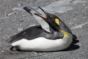 King Penguin Preening Flipper