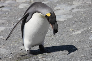 King Penguin Getting Up