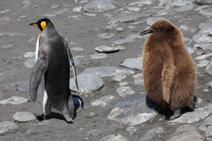 King Penguin Food Chase