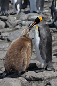 King Penguin Chick Begging