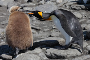 King Penguin Adult Showing Aggression Towards Begging Chick