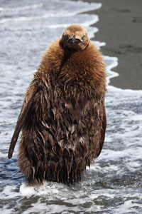 King Penguin Chick Cooling Off in Sea