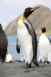 King Penguin, Macquarie Island