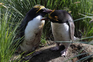Macaroni Penguins Allopreening