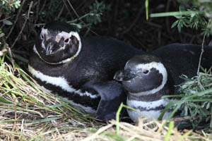 Magellanic Penguins Resting at Nest