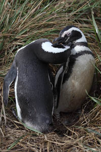 Magellanic Penguins Allopreening