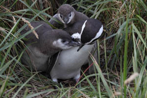 Magellanic Penguin Chicks begging for food
