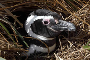 Magellanic Penguin Resting at Nest