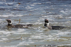 Magellanic Penguins Swimming