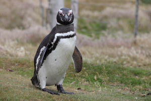 Magellanic Penguin on Farmland