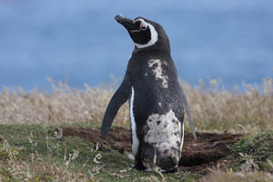 Large Magellanic Penguin with Damaged Plumage