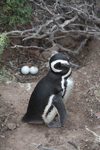Magellanic Penguin Nest