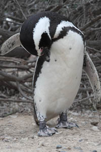 Magellanic Penguin Preening