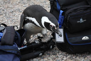 Magellanic Penguin Investigating Luggage