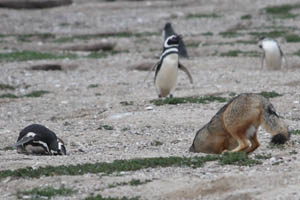 Fox inspecting Magellanic Penguin Burrows