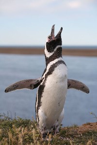 Magellanic Penguin Ecstatic Display Punta Tomba