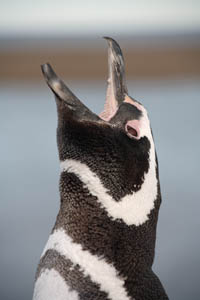 Magellanic Penguin Ecstatic Display