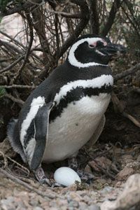 Magellanic Penguin with egg
