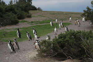 Magellanic Penguins walking to nests