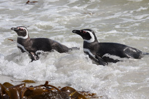 Magellanic Penguins Landing