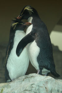 Northern Rockhopper Penguins Pair Interaction, Vienna Schönbrunn Zoo