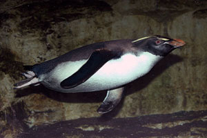 Northern Rockhopper Penguin Diving, Vienna Schönbrunn Zoo