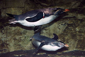 Northern Rockhopper Penguins Diving under water, Vienna Schönbrunn Zoo