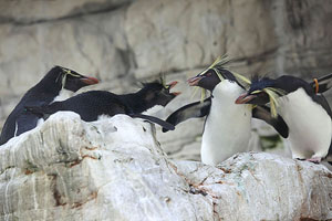 Nesting Northern Rockhopper Penguin Defending Nest Against Aggressive Pair, Vienna Schönbrunn Zoo
